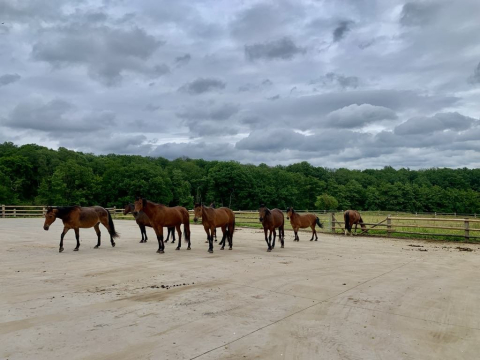 Chevaux 