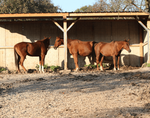 Schuilhok paarden