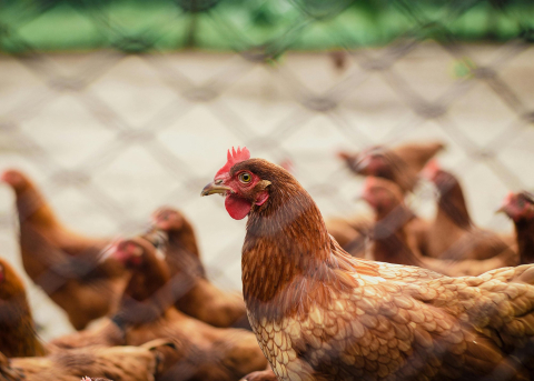 poules