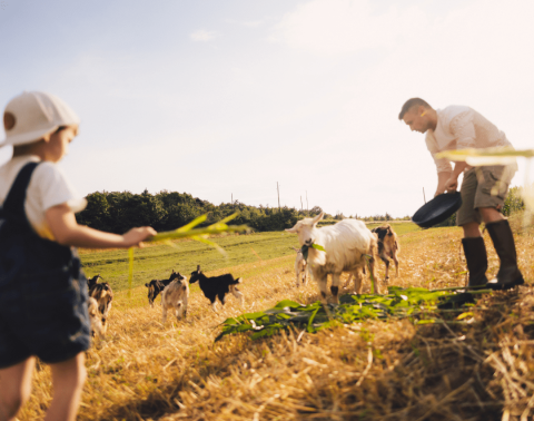 Manen kind bij geiten