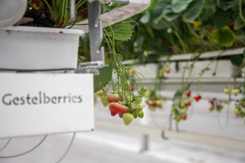 Gestelberries tuinbouwbedrijf
