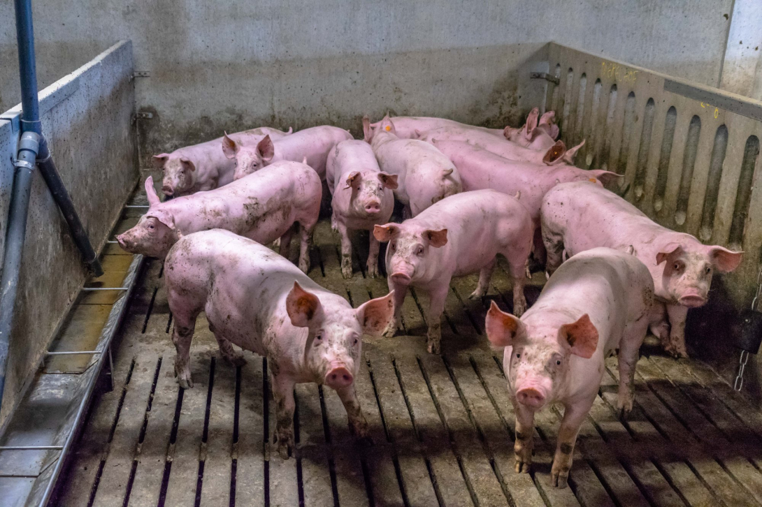 Varkensbedrijf 't Merelhof Rijkevorsel