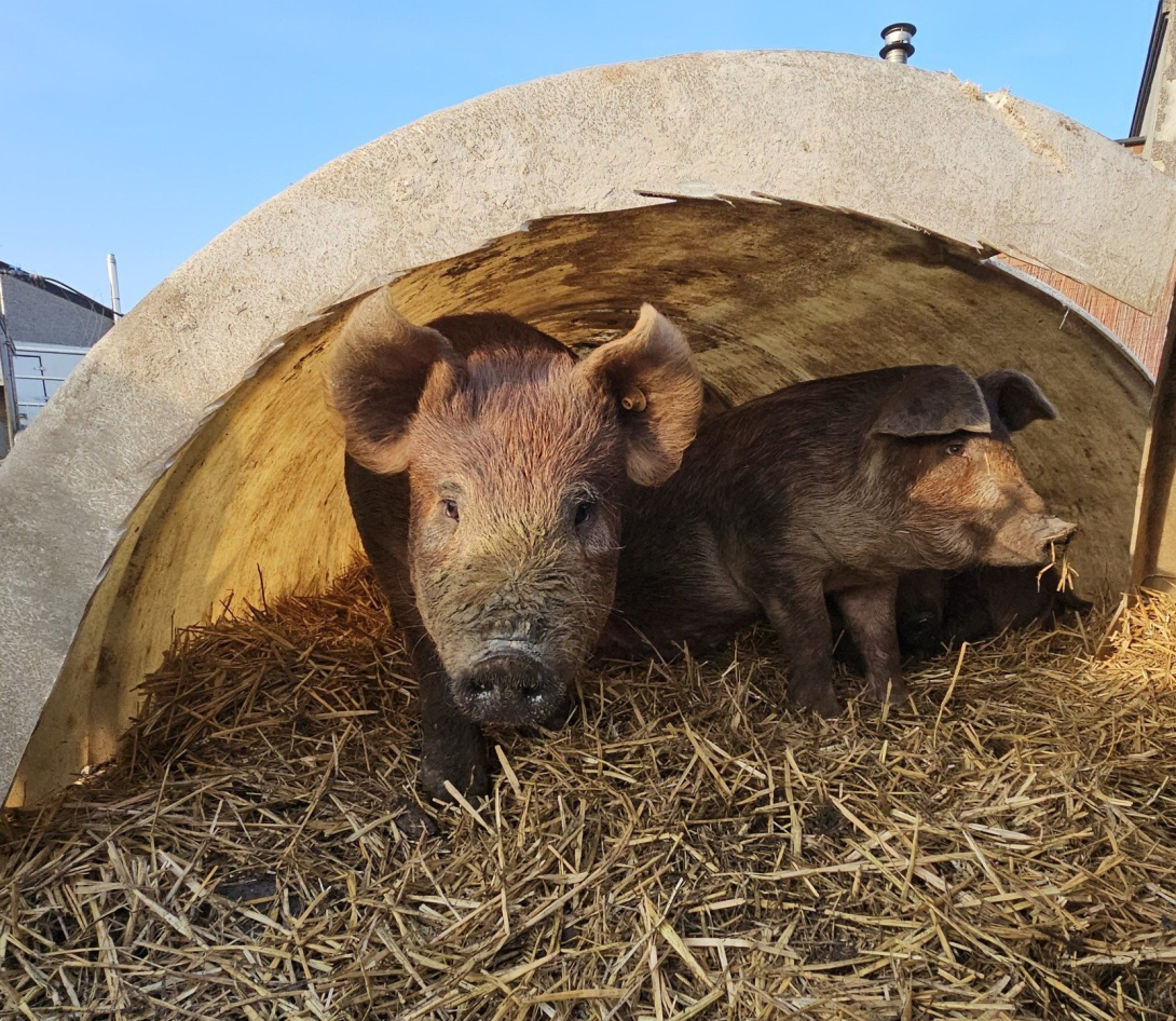 Beleefboerderij Porigine