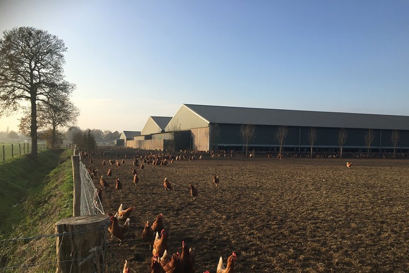 Pluimveebedrijf Konings