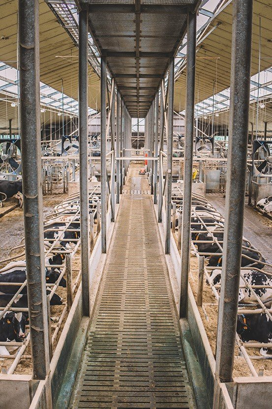 Hoogtechnologische melkveestal ILVO