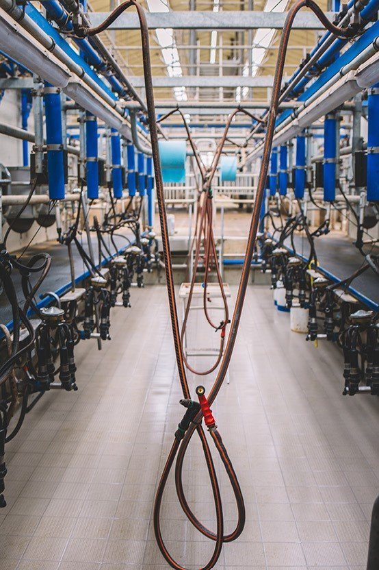 Hoogtechnologische melkveestal ILVO