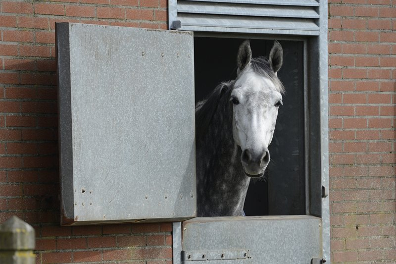 Paard in nieuwe quarantainestal