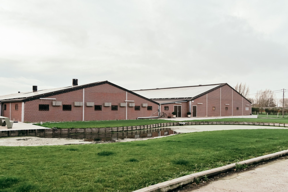 nieuwe zeugenstal voor Iepers varkensbedrijf
