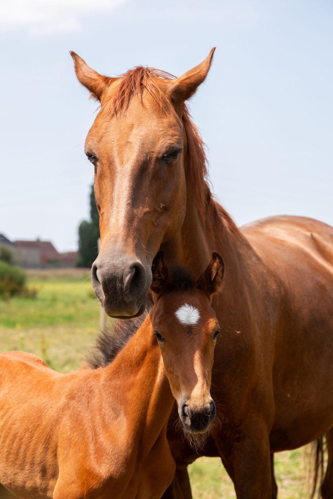 DLV Metahorse