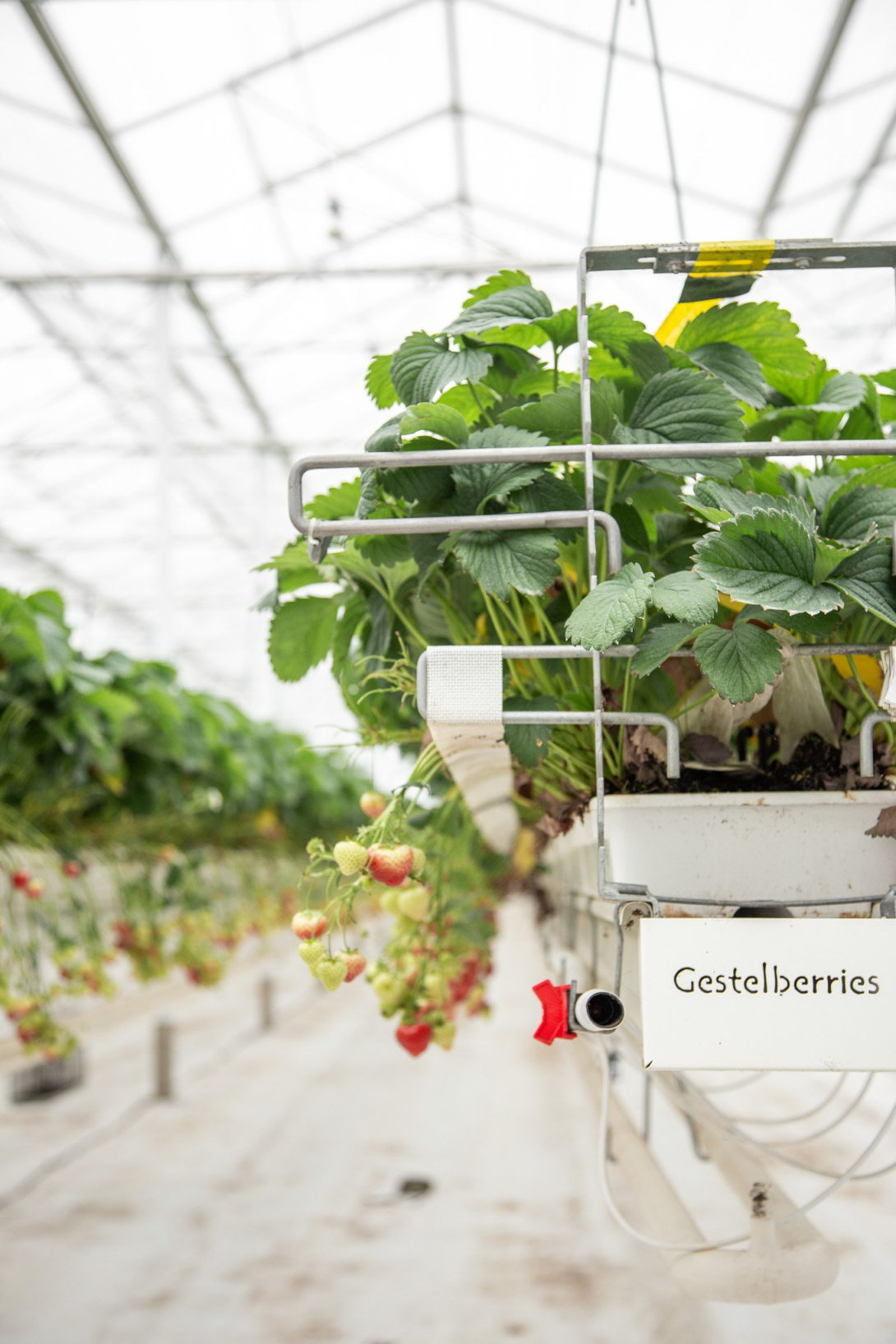 Gestelberries